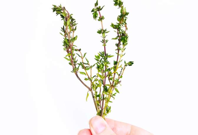Thymian Wirkung, Thymian Anwendung, Beauty Inside Out Thymian, Heilkraut Thymian, Gesundheit, Thymian Haut,