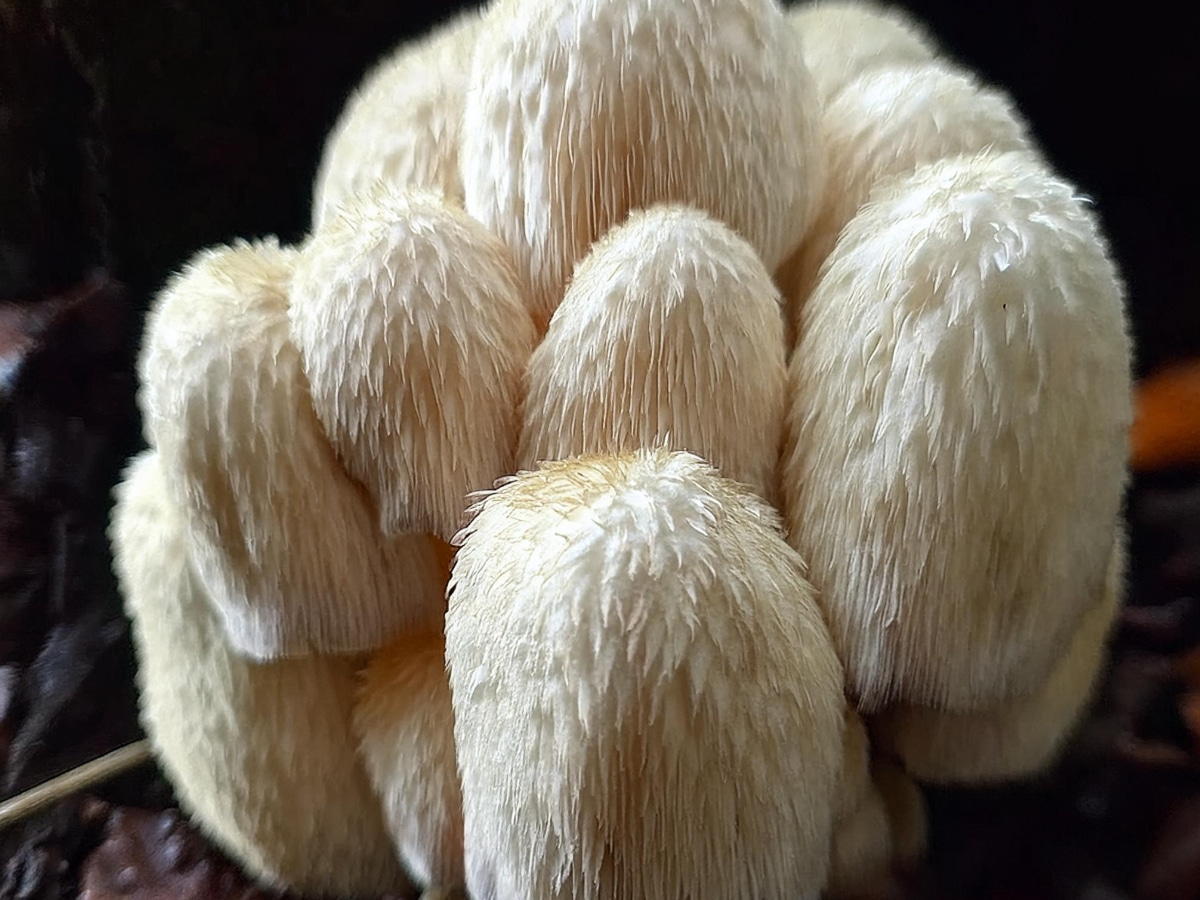 Lions Mane ein Pilz für unsere Gesundheit und unser Wohlbefinden. Wir klären auf, was der Löwenmähne Pilz alles verspricht...